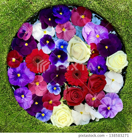 三月水池中色彩繽紛的花（玫瑰、三色堇、萬代蘭、非洲菊）<菅尾神社/愛知縣岡崎市> 138583271