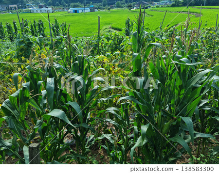 corn field corn field 138583300