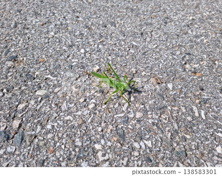 grasshopper 138583301