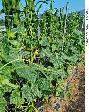 Cucumber field 138583305