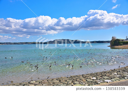靜岡縣濱名湖上空,成群的鳥兒騰空而起 靜岡縣濱名湖上空,成群的鳥兒騰空而起 138583339