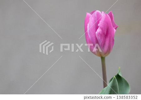 優雅的粉紅鬱金香，彼此之間留有足夠的空間。 138583352