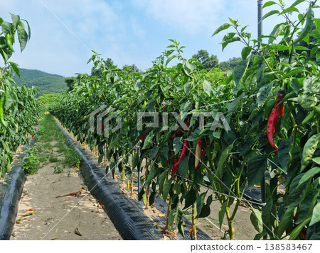 This is a field where red peppers are ripening. 138583467