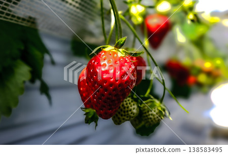 成熟草莓的特寫 | 新鮮甜美的水果美食圖片 138583495