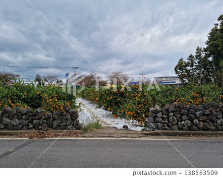 It's a stone wall and a tangerine field on the side of the road. It's a stone wall and a tangerine field on the side of the road. 138583509