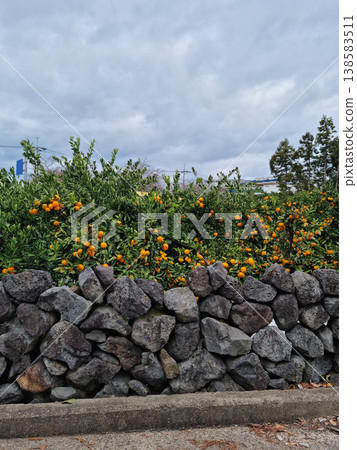 This is a Jeju tangerine farm with basalt stone walls. This is a Jeju tangerine farm with basalt stone walls. 138583511