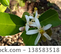 Flowers on a lemon tree in agriculture farm Flowers on a lemon tree in agriculture farm 138583518