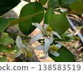 Flowers on a lemon tree in agriculture farm Flowers on a lemon tree in agriculture farm 138583519