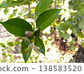 Flowers on a lemon tree in agriculture farm Flowers on a lemon tree in agriculture farm 138583520