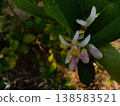 Flowers on a lemon tree in agriculture farm Flowers on a lemon tree in agriculture farm 138583521