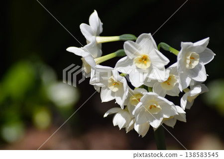  白花 138583545