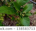 Baby lemons growing on tree in agriculture Baby lemons growing on tree in agriculture 138583713