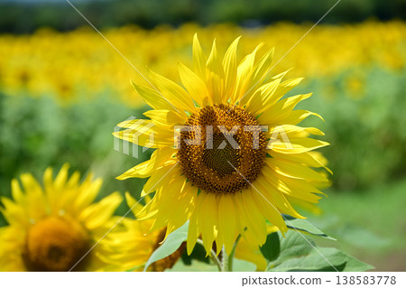 Sunflowers blooming in the summer sun at Hananomiyako Park at the foot of Mt. Fuji Sunflowers blooming in the summer sun at Hananomiyako Park at the foot of Mt. Fuji 138583778