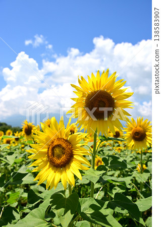 山梨縣富士山腳下的花之宮湖公園，藍天下盛開著向日葵。 138583907