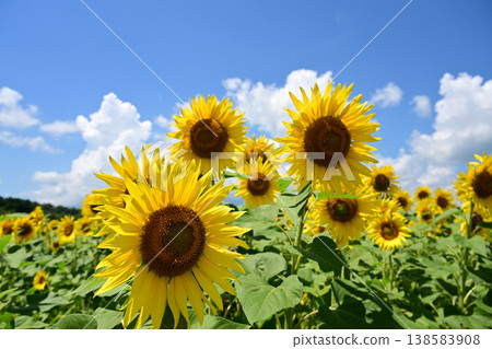 山梨縣富士山腳下的花之宮湖公園,藍天下盛開著向日葵。 山梨縣富士山腳下的花之宮湖公園,藍天下盛開著向日葵。 138583908