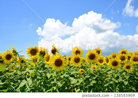 山梨縣富士山腳下的花之宮湖公園，藍天下盛開著向日葵。 138583909
