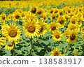 Sunflowers blooming in the summer sun at Hananomiyako Park at the foot of Mt. Fuji 138583917