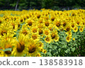 Sunflowers blooming in the summer sun at Hananomiyako Park at the foot of Mt. Fuji 138583918