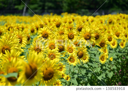 Sunflowers blooming in the summer sun at Hananomiyako Park at the foot of Mt. Fuji Sunflowers blooming in the summer sun at Hananomiyako Park at the foot of Mt. Fuji 138583918