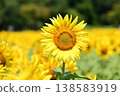Sunflowers blooming in the summer sun at Hananomiyako Park at the foot of Mt. Fuji 138583919