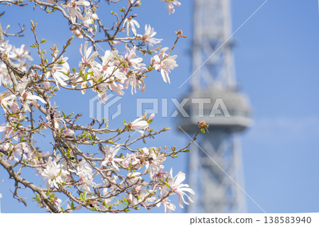 Nagoya Sakae cityscape: Magnolia stellata and Chubu Mirai Tower Nagoya Sakae cityscape: Magnolia stellata and Chubu Mirai Tower 138583940