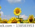 Sunflowers blooming under a clear blue sky at Hananomiyako Park at the foot of Mt. Fuji, Yamanashi Prefecture 138583953