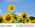 Sunflowers blooming under a clear blue sky at Hananomiyako Park at the foot of Mt. Fuji, Yamanashi Prefecture 138583954