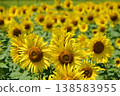 Sunflowers blooming in the summer sun at Hananomiyako Park at the foot of Mt. Fuji 138583955