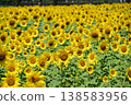 Sunflowers blooming in the summer sun at Hananomiyako Park at the foot of Mt. Fuji 138583956