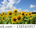 Sunflowers blooming under a clear blue sky at Hananomiyako Park at the foot of Mt. Fuji, Yamanashi Prefecture 138583957