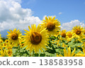 Sunflowers blooming under a clear blue sky at Hananomiyako Park at the foot of Mt. Fuji, Yamanashi Prefecture 138583958
