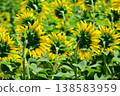 Sunflowers blooming in the summer sun at Hananomiyako Park at the foot of Mt. Fuji 138583959