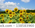 Sunflowers blooming under a clear blue sky at Hananomiyako Park at the foot of Mt. Fuji, Yamanashi Prefecture 138583960