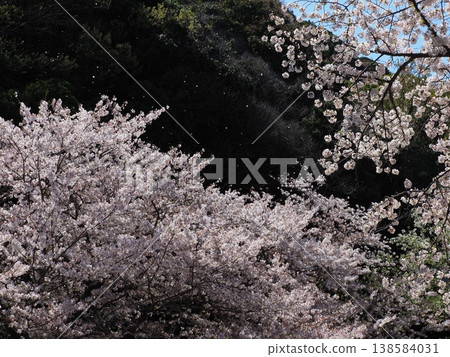 櫻花盛開 櫻花盛開 138584031