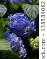 Blue hydrangea flower 138584082
