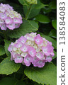 Pink hydrangea flowers 138584083