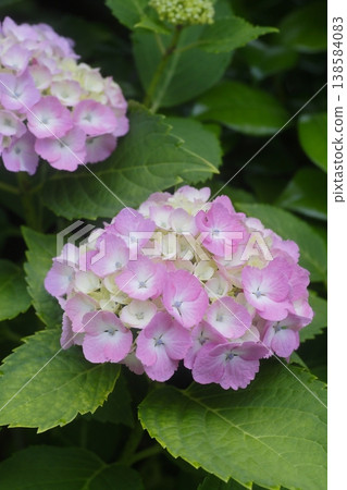 Pink hydrangea flowers 138584083