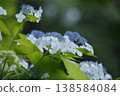 Blue hydrangea 138584084
