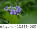 A purple hydrangea peeking out from between the leaves 138584085