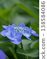 Blue hydrangea 138584086