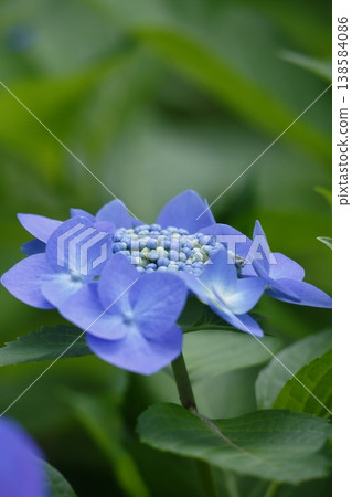 藍色繡球花 138584086