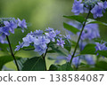 Blue hydrangea 138584087