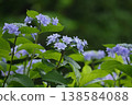 Blue hydrangea 138584088