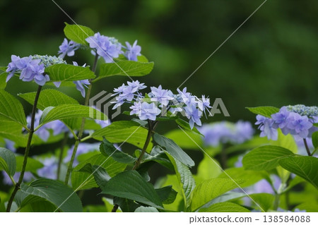 藍色繡球花 138584088