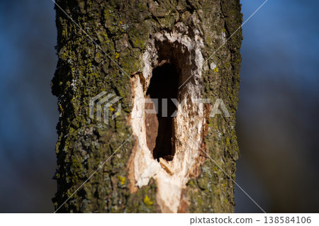Close-up of a rough tree trunk with a large, freshly made woodpecker hole Close-up of a rough tree trunk with a large, freshly made woodpecker hole 138584106