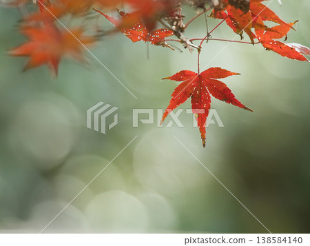 Red maple Red maple 138584140