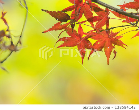 Bright autumn leaves Bright autumn leaves 138584142