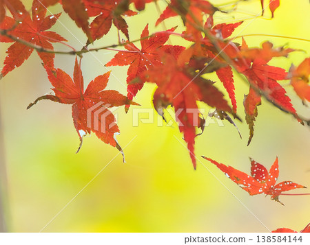Bright autumn leaves Bright autumn leaves 138584144