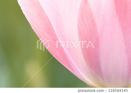 Beautiful tulip flower Beautiful tulip flower 138584145