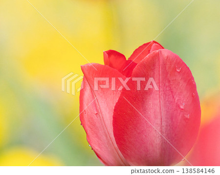 Red tulip Red tulip 138584146